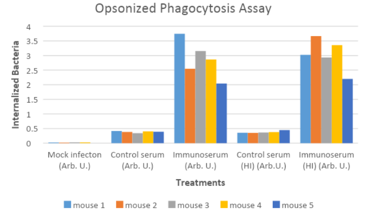 phagocytosis assay